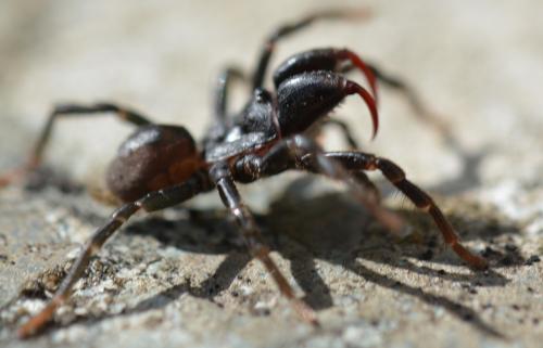 Réf. 311 164 : Atypus affinis